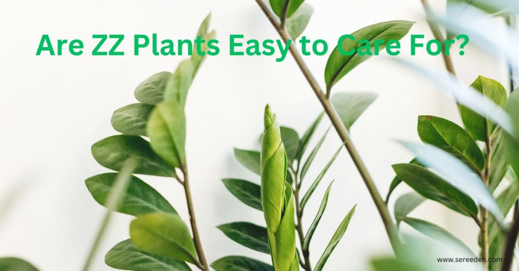 ZZ plants benefits at home