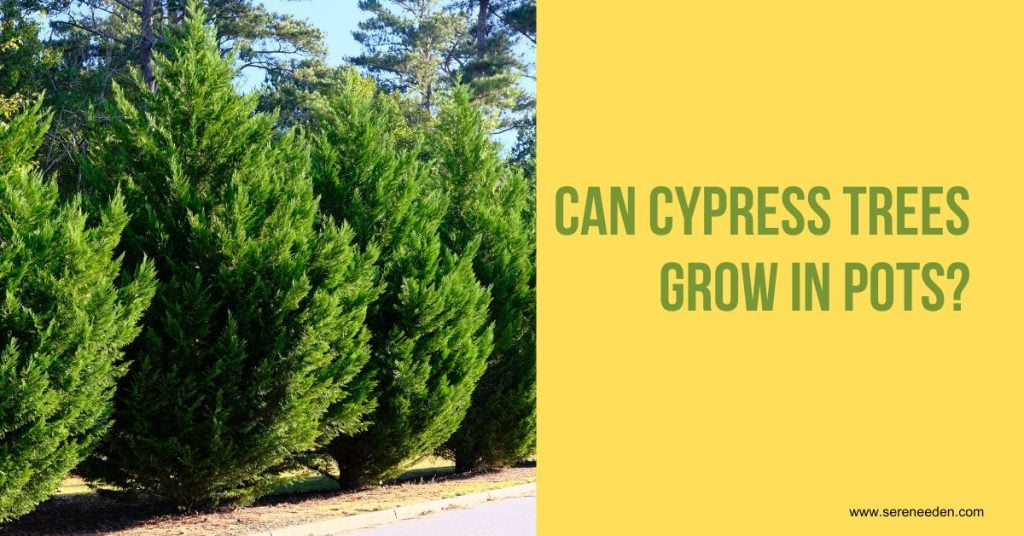how do you take care of a potted cypress tree