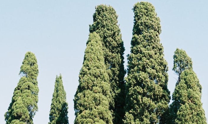 How to trim tall cypress trees