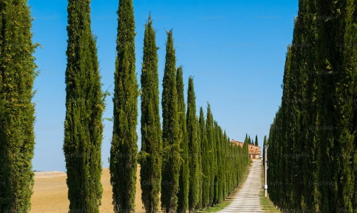 How tall do cypress trees grow in pots
