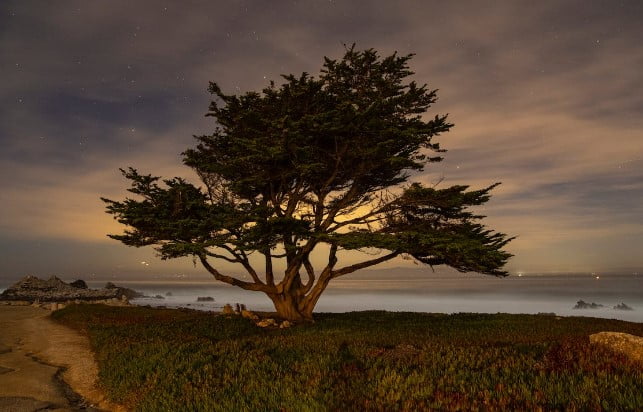 Monterey cypress tree