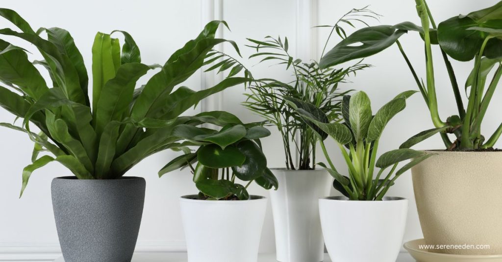 Indoor plants advantages and disadvantages