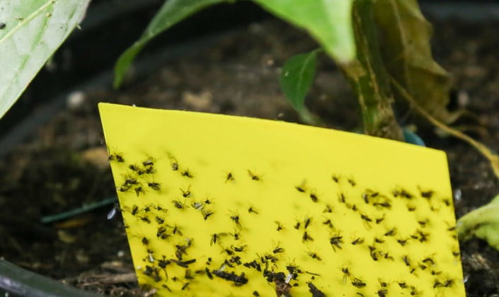tiny bugs in houseplant soil