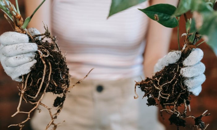 repotting houseplants in winter