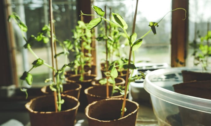 Indoor plant leaves turning yellow and brown