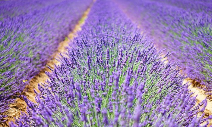 Lavender plant