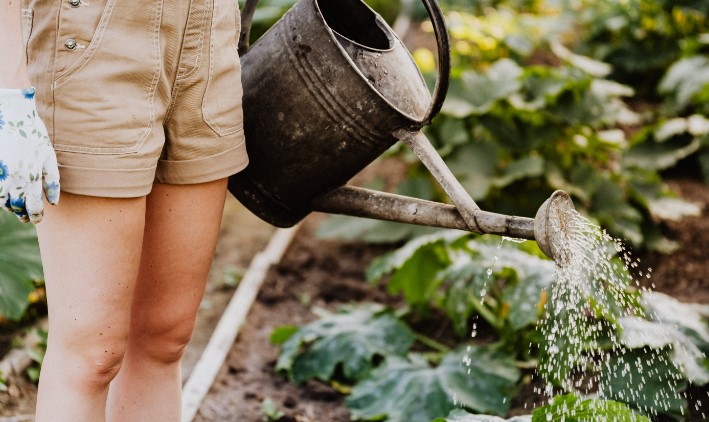 How to water outdoor plants while away for two weeks