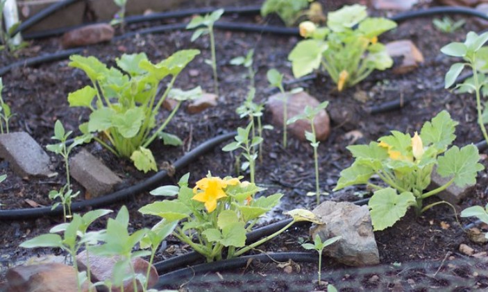 How to water plants while away for 2 weeks diy