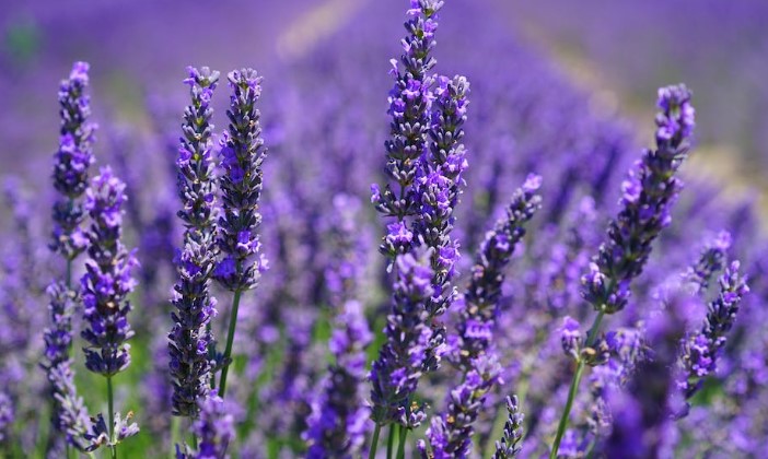 How many lavender plants are needed to repel mosquitoes