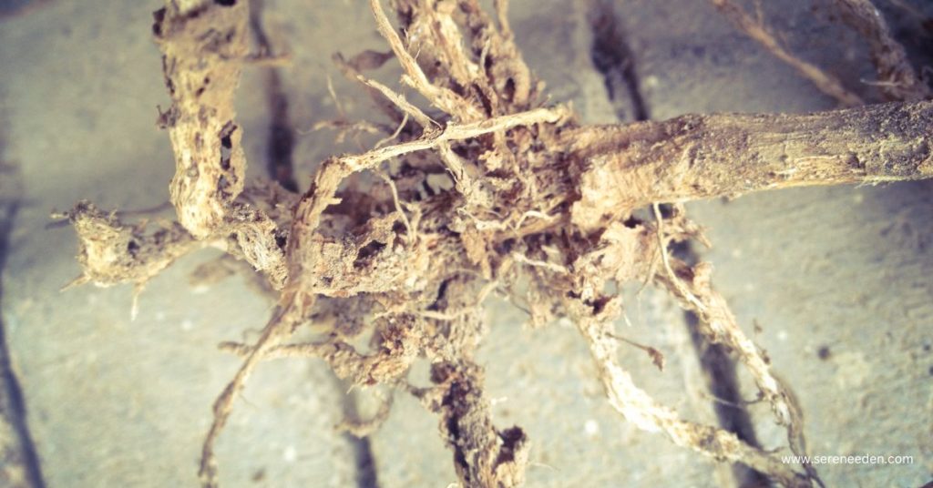 What causes root rot
