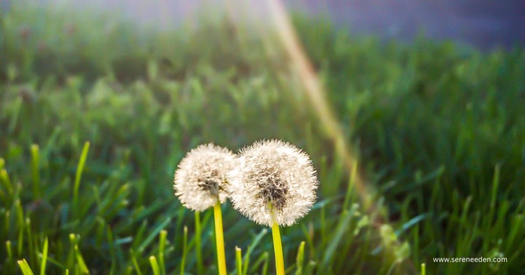 Direct sunlight plants