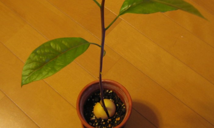 1 year old avocado tree from seed