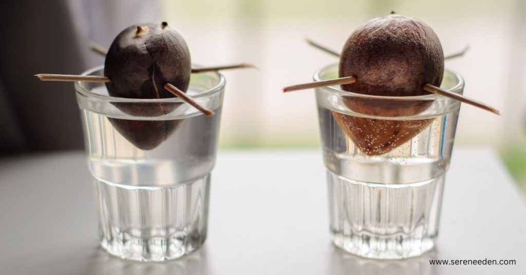 How to grow avocado from seed with pictures