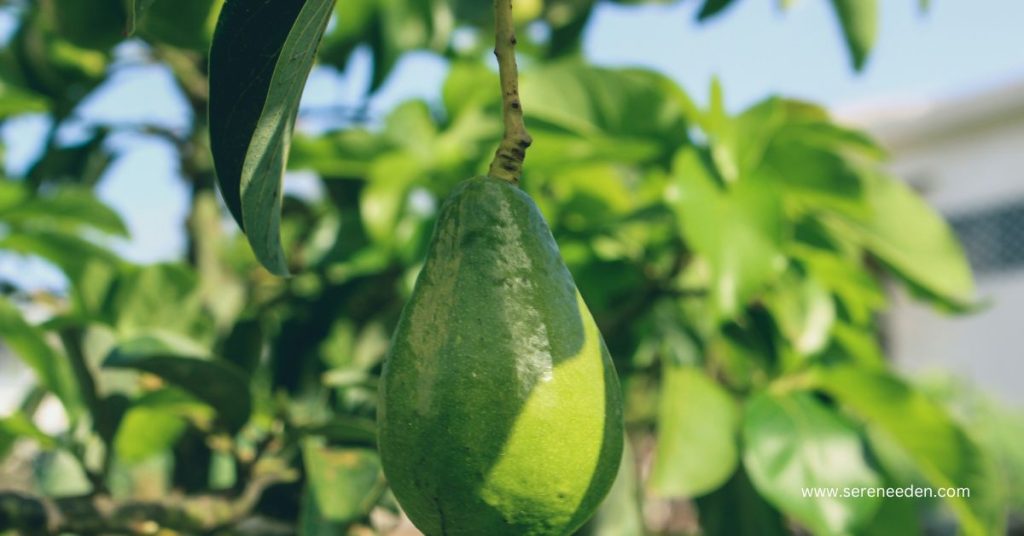 How much water does an avocado plant need per day