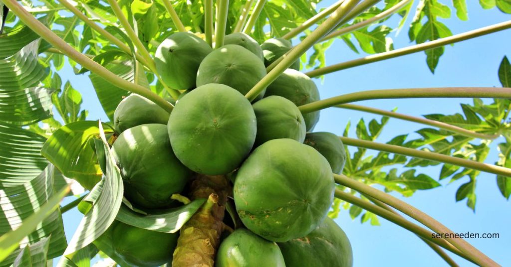 Papaya Tree: Characteristics, varieties, uses and, Propagation