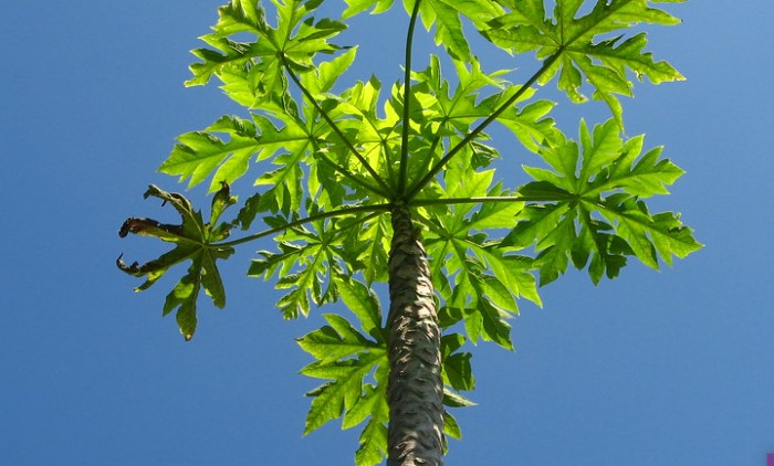 Growing papaya indoors