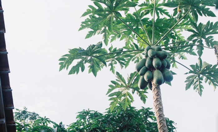 Red Lady papaya grow n containers