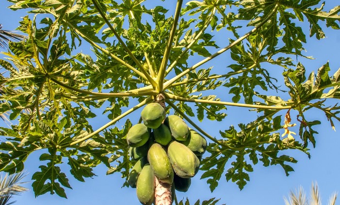 how to make papaya tree bear fruit from seeds