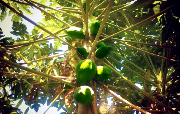 How many times does a papaya tree bear fruit