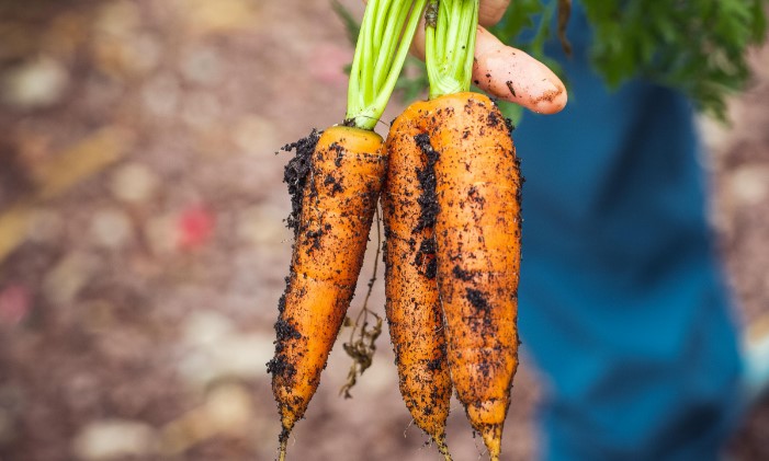 Someone holding carrots from the garden