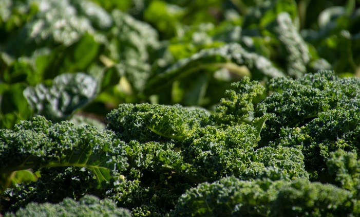 Broccoli in the garden