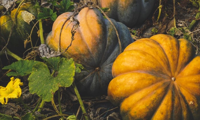 Yellow and green pumpkins in the garden