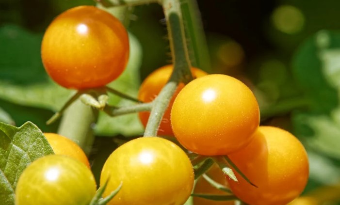 Red tomatoes in the garden