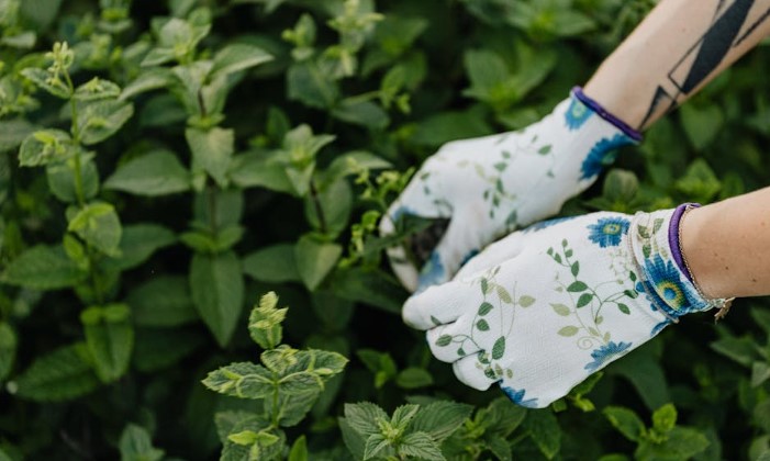 Someone holding mint plants with gloves in the garden