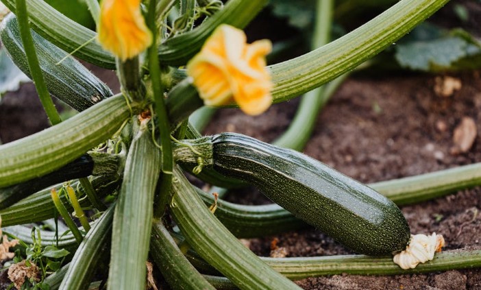 Zucchini plant in the garden 