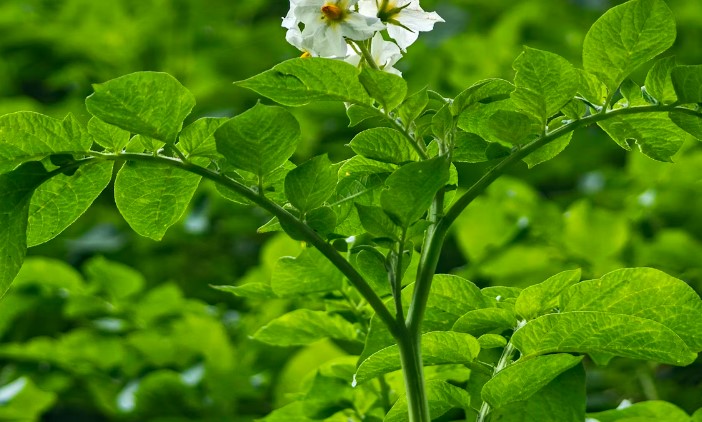 Potato plant with flowers