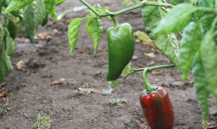 Bell peppers in the garden