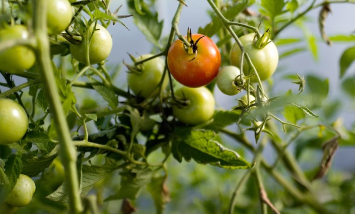 tomato plant with green and ripe fruits in the garden