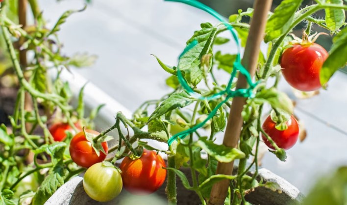 Tomato plant wraped around a stake