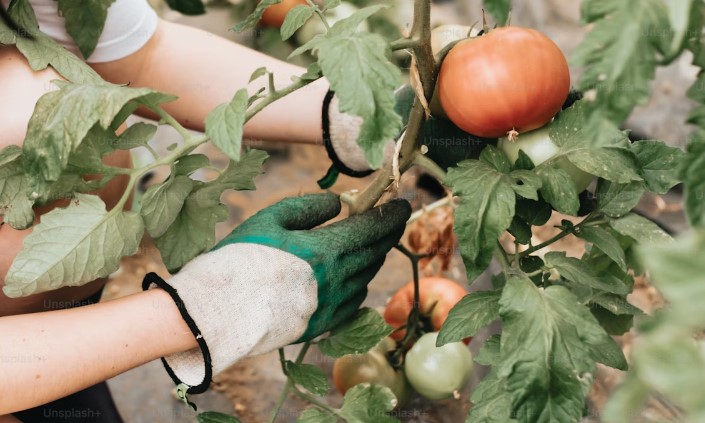 A woman holding a tomato plant with gloves