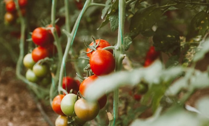 Ripe and green tomatoes on a branch