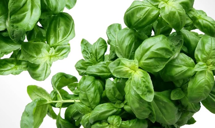 Basil plant in a container