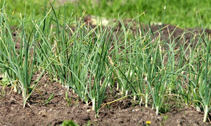 Garlic in the garden