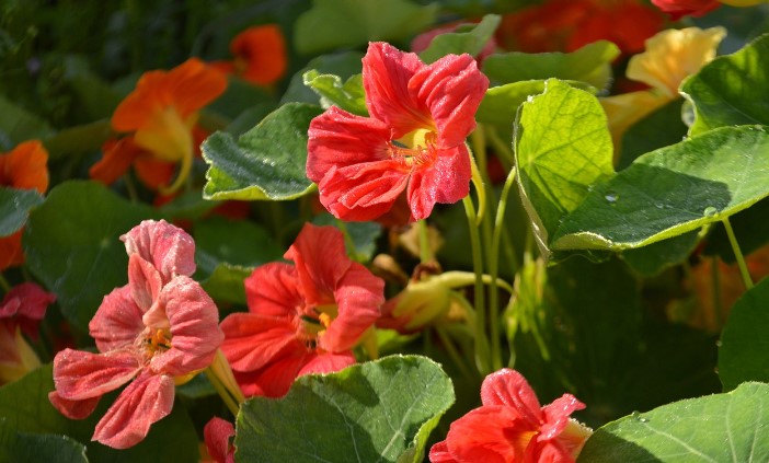 Nasturtium flowers 