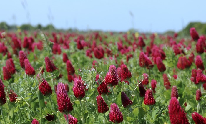 Crimson clover