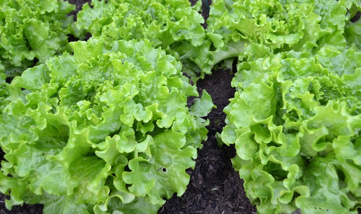 Lettuce plants