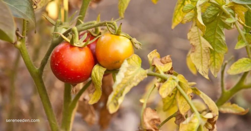 Tomato leaves yellowing