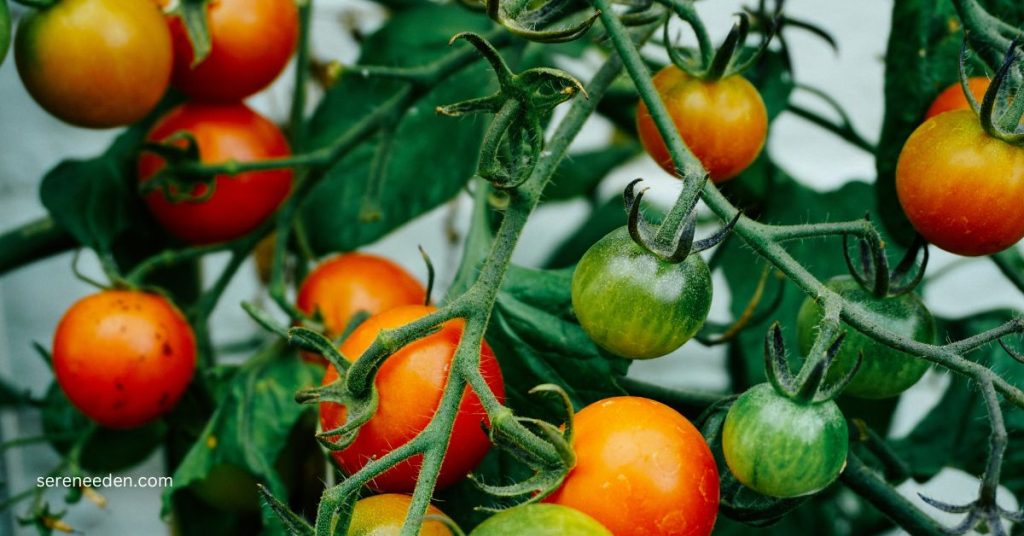 Companion plants for tomatoes