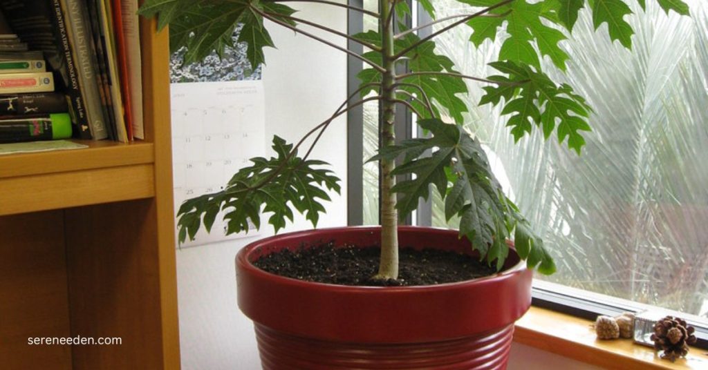 How to grow papaya in pots from seeds