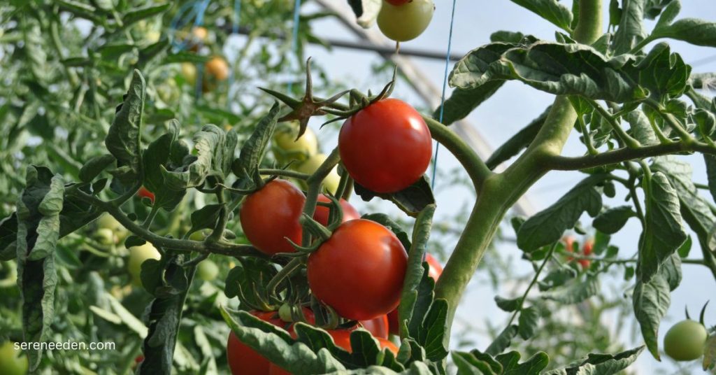 Tomato plant leaves curling