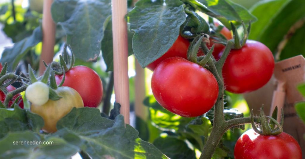 How to Grow Tomato Plants from Seeds –  A Quick Guide