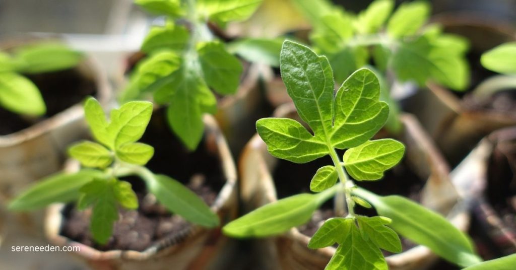 Growing tomatoes in pots