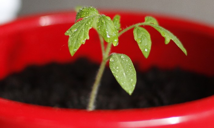 tomato seedling in a pot