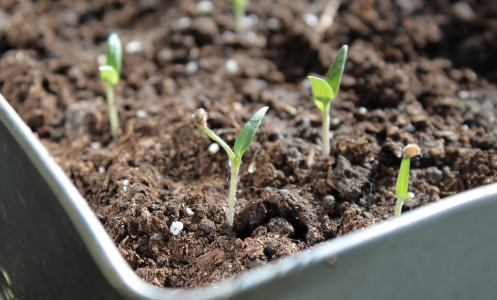 tomato seedlings