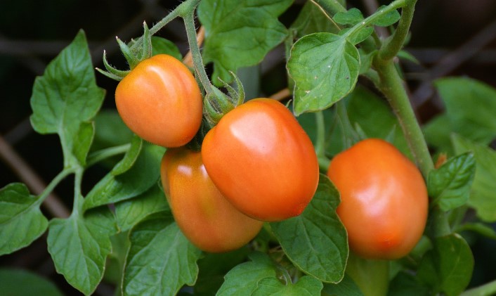 Roma tomato plant