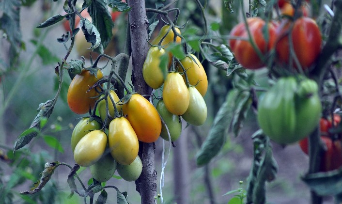 Vining tomato plant